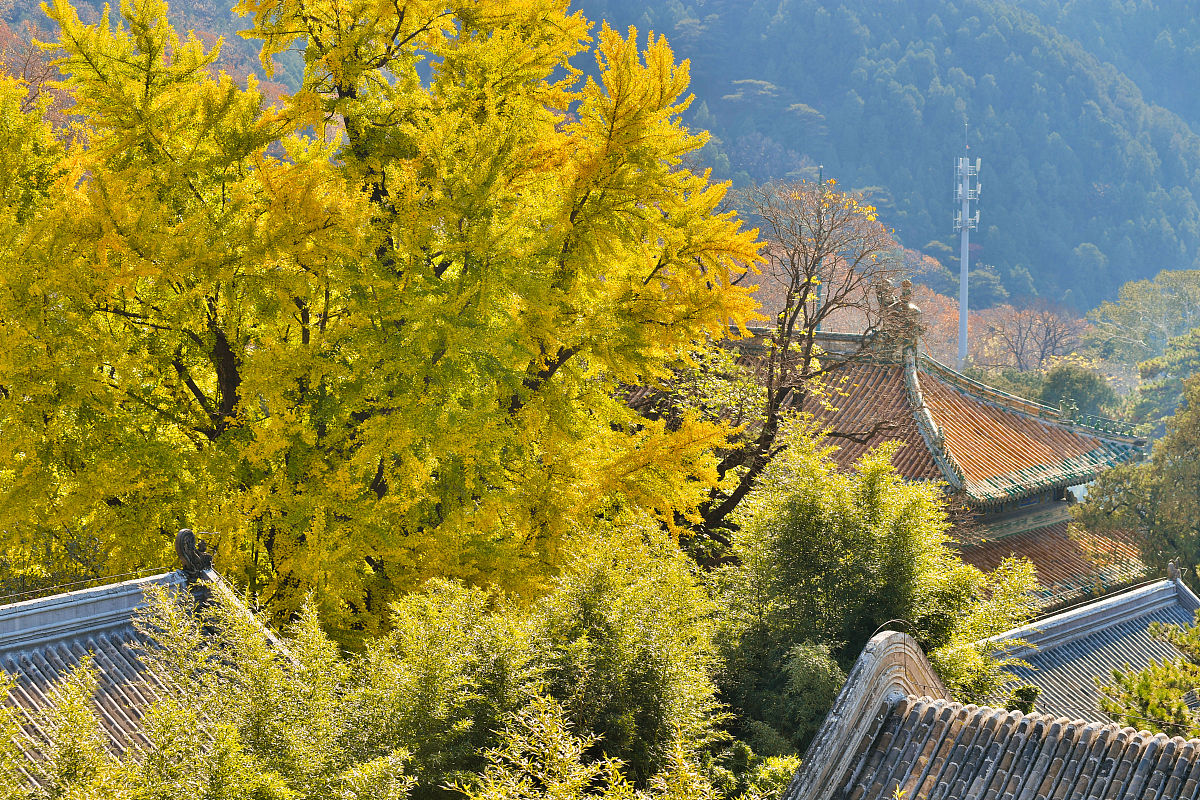 2020年11月4日,北京,位于门头沟区的潭柘寺是京城最古老的寺庙之一,始