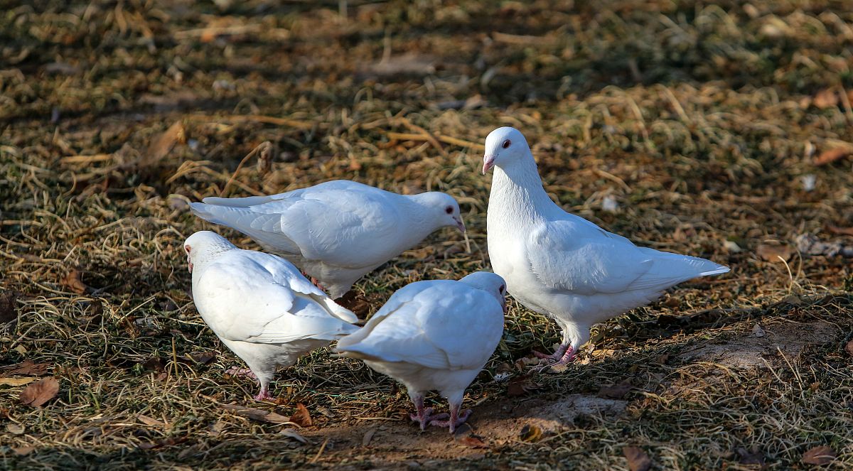 河北2023年好一点的中专学校怎么样 河北2023年好一点的中专学校怎么样