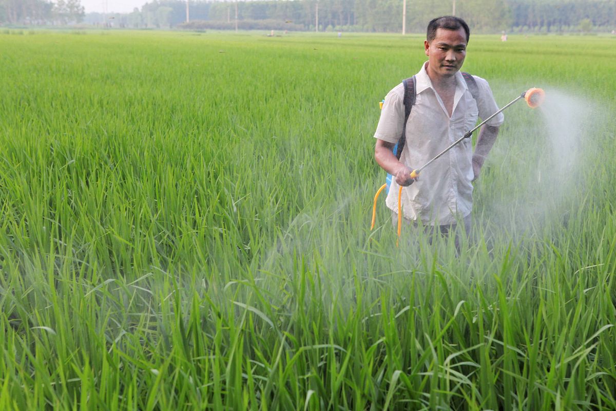 水稻虫害防控技术研究综述