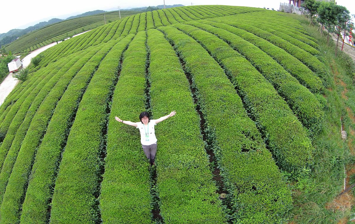 漳州科技职业学院茶树栽培与茶叶加工专业好就业吗