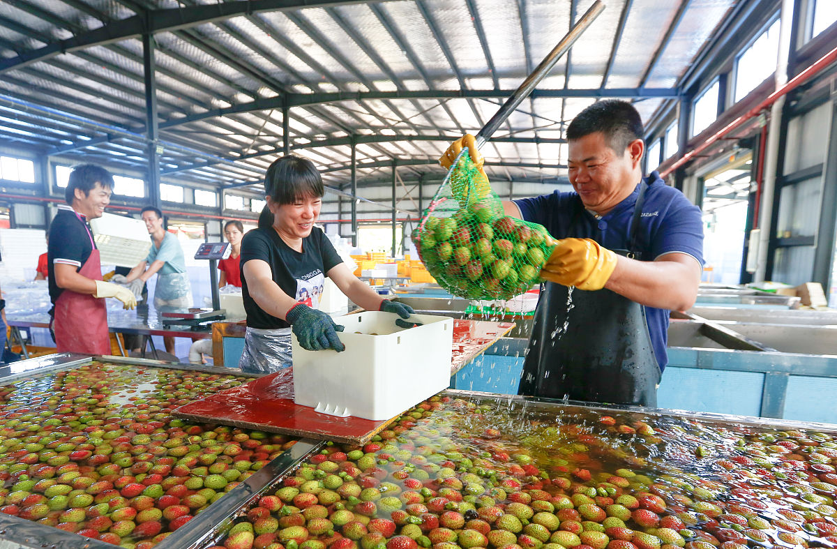 荔枝收购企业的商业计划书不少于4000字