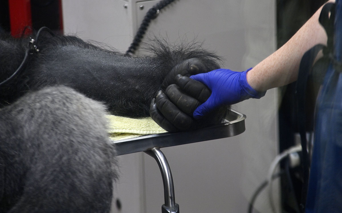 从定性评估方法方面论述化工工艺设计中安全危险评估和分析写成一段话格式不少于200字。