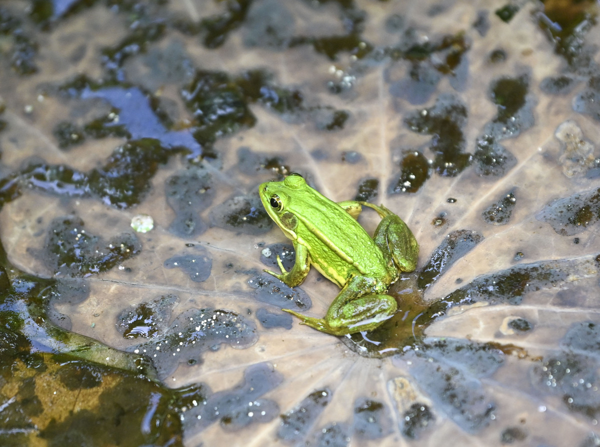 小青蛙在荷叶上美妙歌唱，吸引水中生物共赏