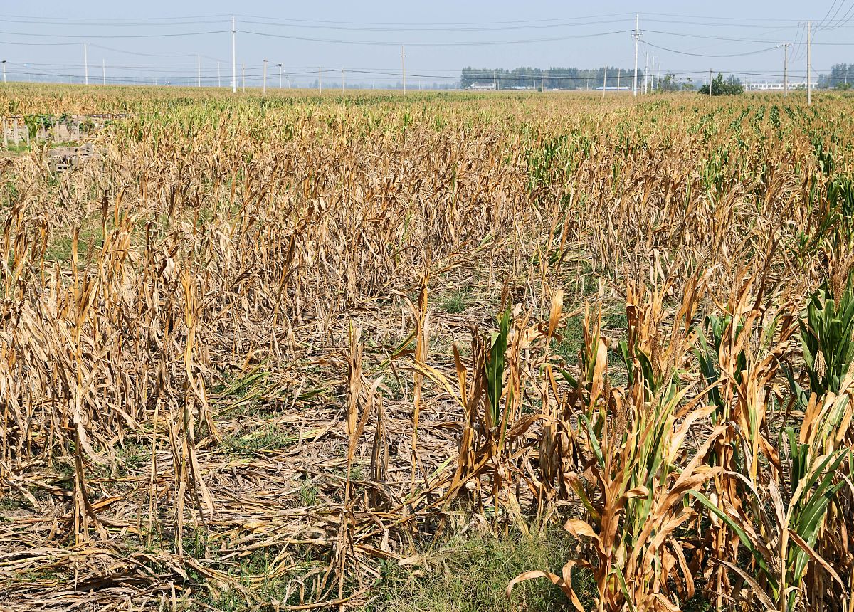 极端天气对玉米产量和粮食安全的威胁