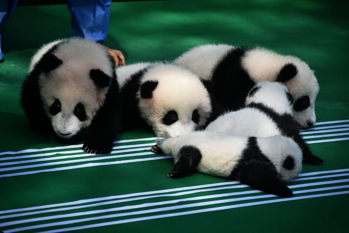 成都青山城位于哪里