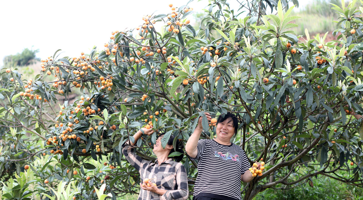 重庆枇杷园：历史悠久，南岸区特色水果集散地