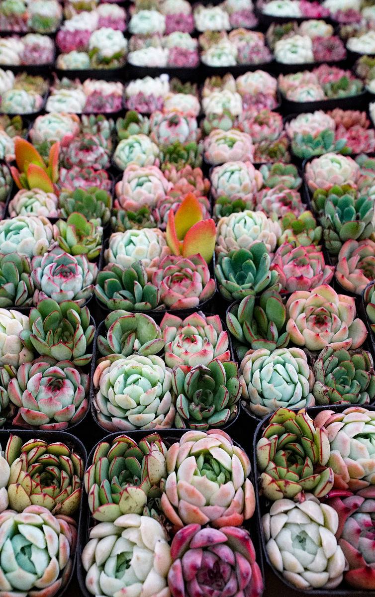 2020年9月12日,郑州,花卉市场批发零售的多肉植物.