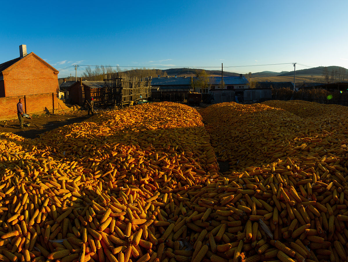 玉米种植密度增加对植株间蒸发蒸散的影响