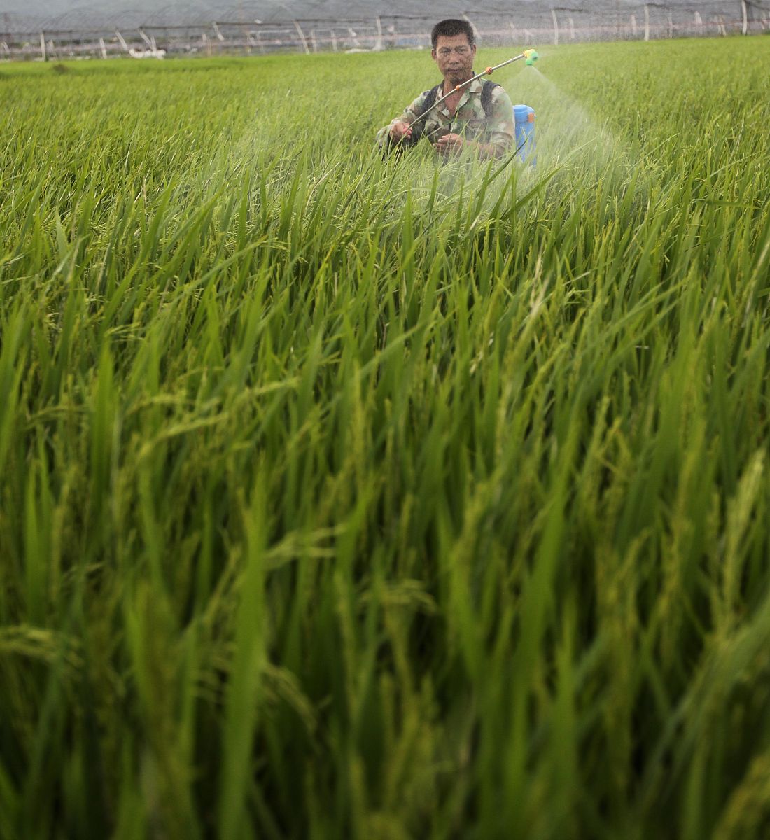 长安区小麦虫害发生特点及防治策略研究论文提纲