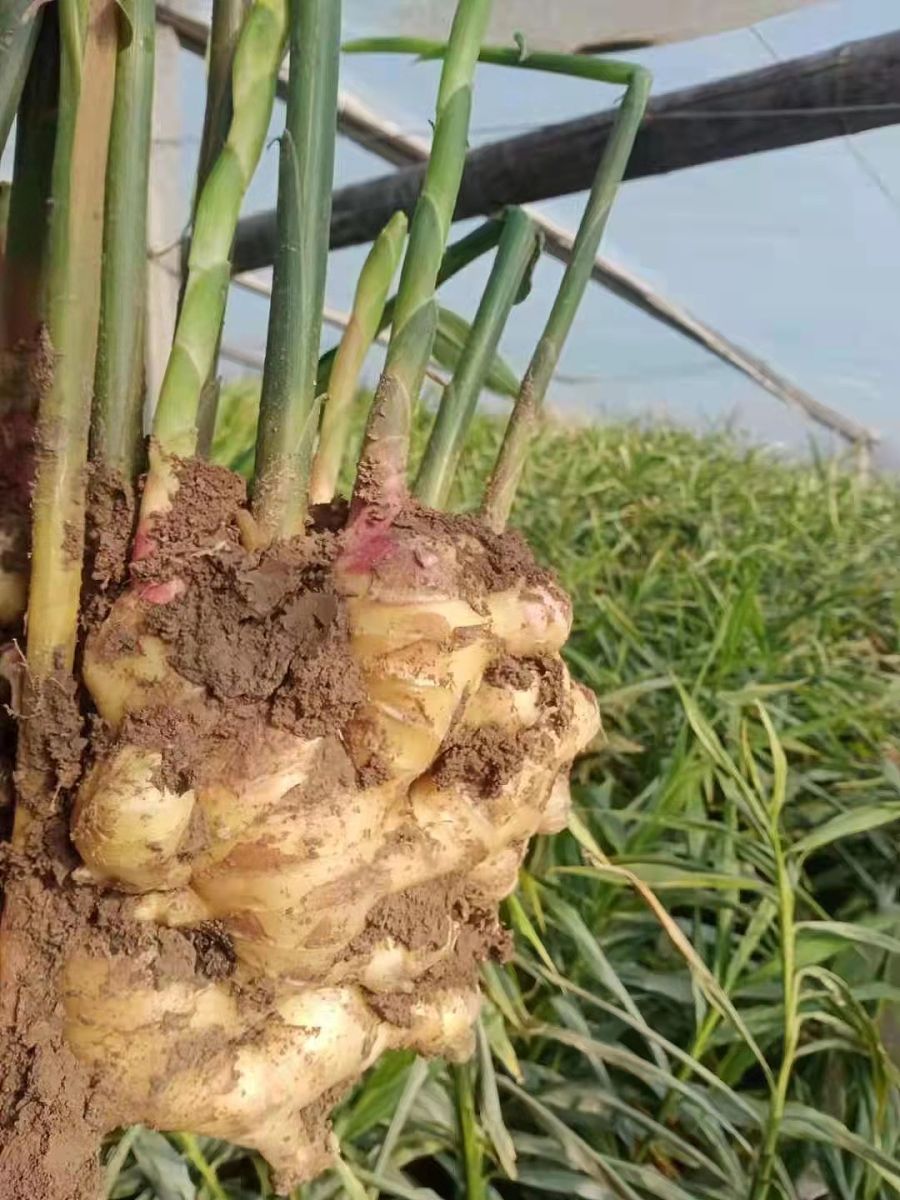 生姜种植全攻略：肥料、农药、管理方案详解