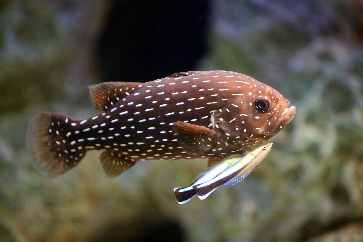 南宁地区教育学院怎么样？值得选择吗？深度解析！