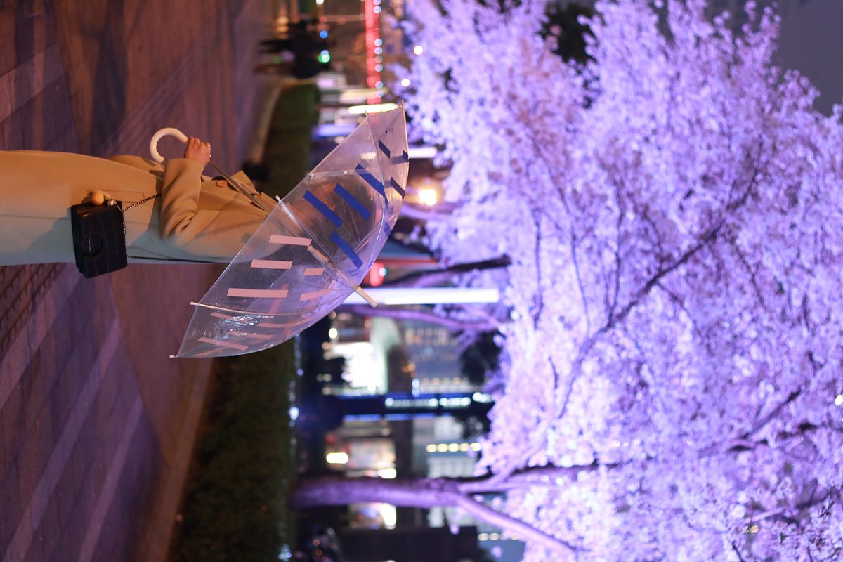 2021年03月27日,上海,在樱花树下拍照留念的女生.