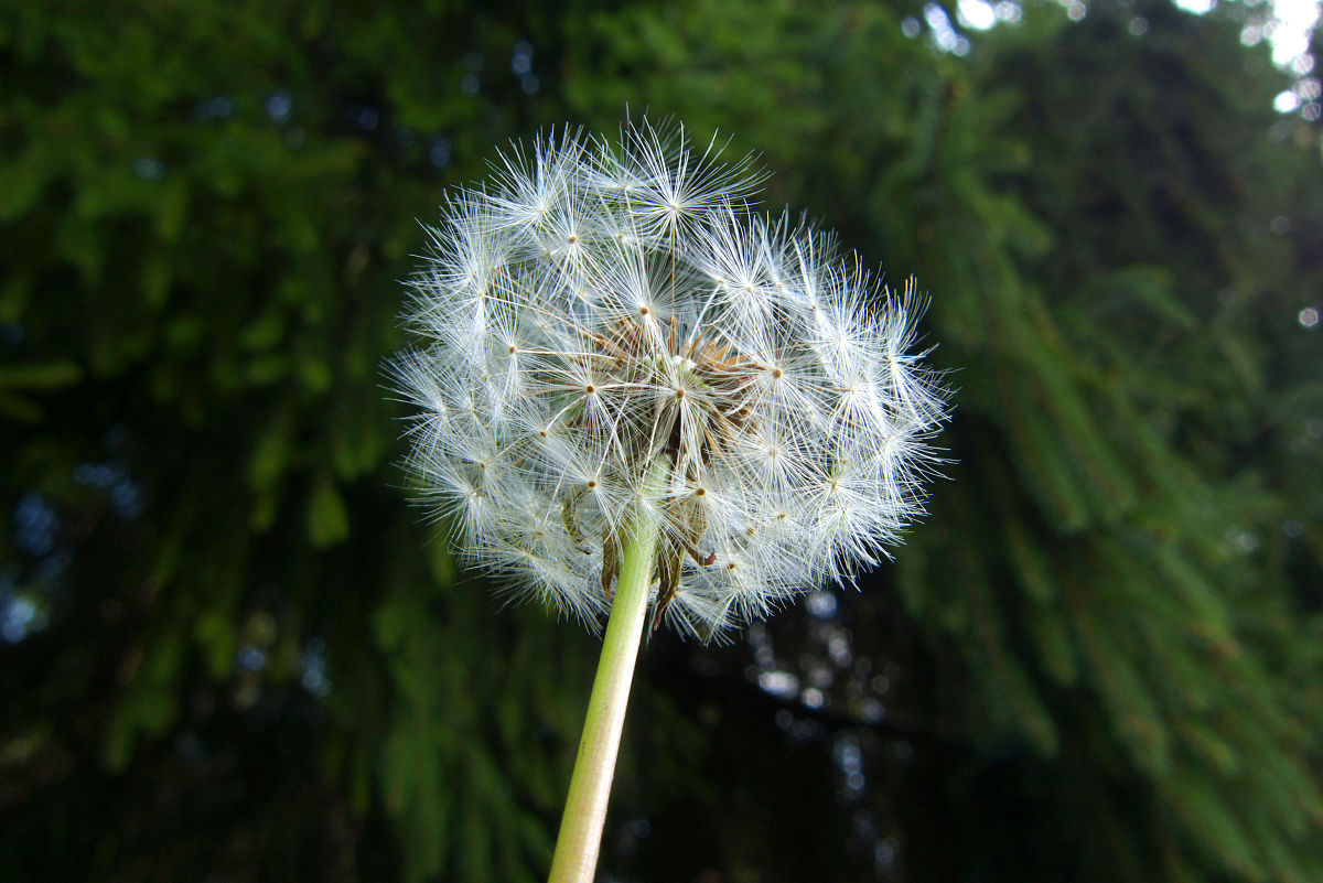 春天的美好：充满生机与希望的季节