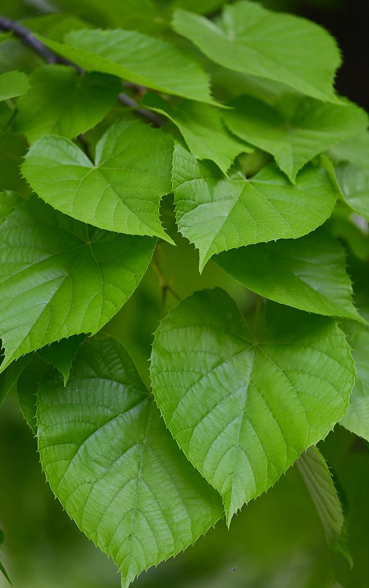 2021年4月11日,北京植物园.