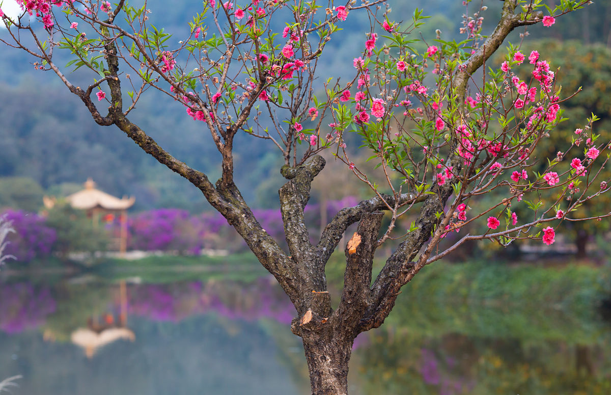 风水学上家里的院子里可以种梅花吗？