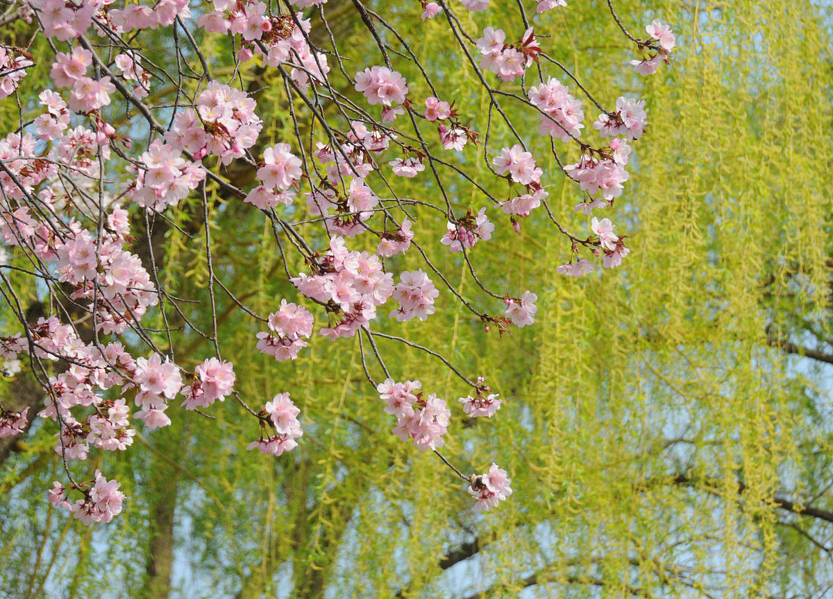 以春天为背景写一首词 以春天为背景写一首词