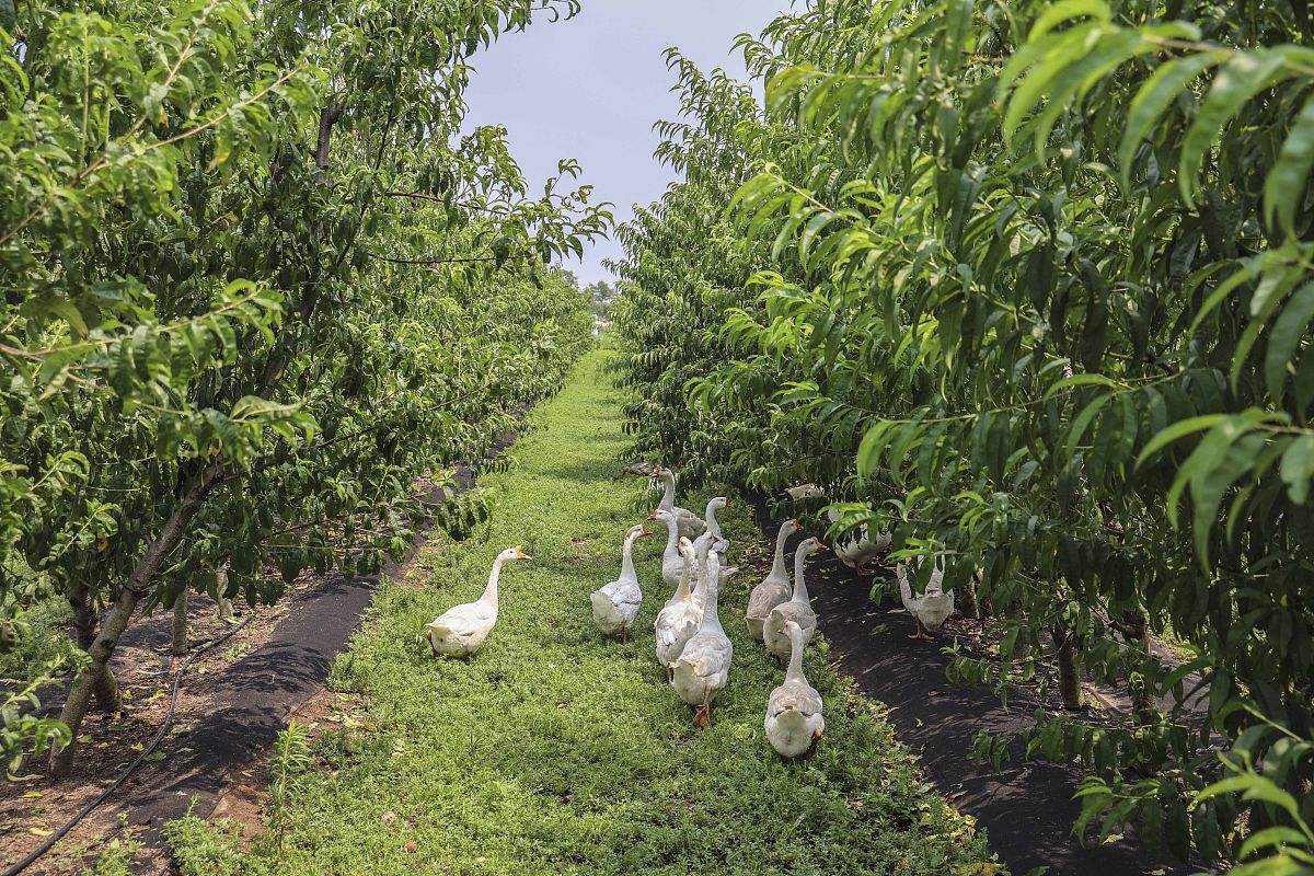 广西钦州农业学校现代农艺技术专业就业前景分析：未来发展趋势与就业方向