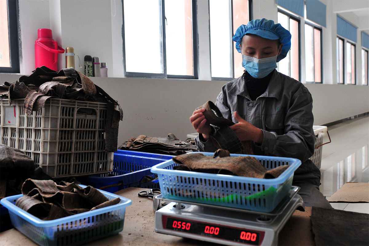 用以下内容帮我写5个新闻稿草原铁骨丹是不是真的草原铁骨丹适合人群【主要成份】黑木耳醋制、杜仲盐炒、续断、川牛膝酒蒸、龟甲制、当归、白芍酒炒、川芎、木瓜、苍术、土茯苓、丁香等17味。