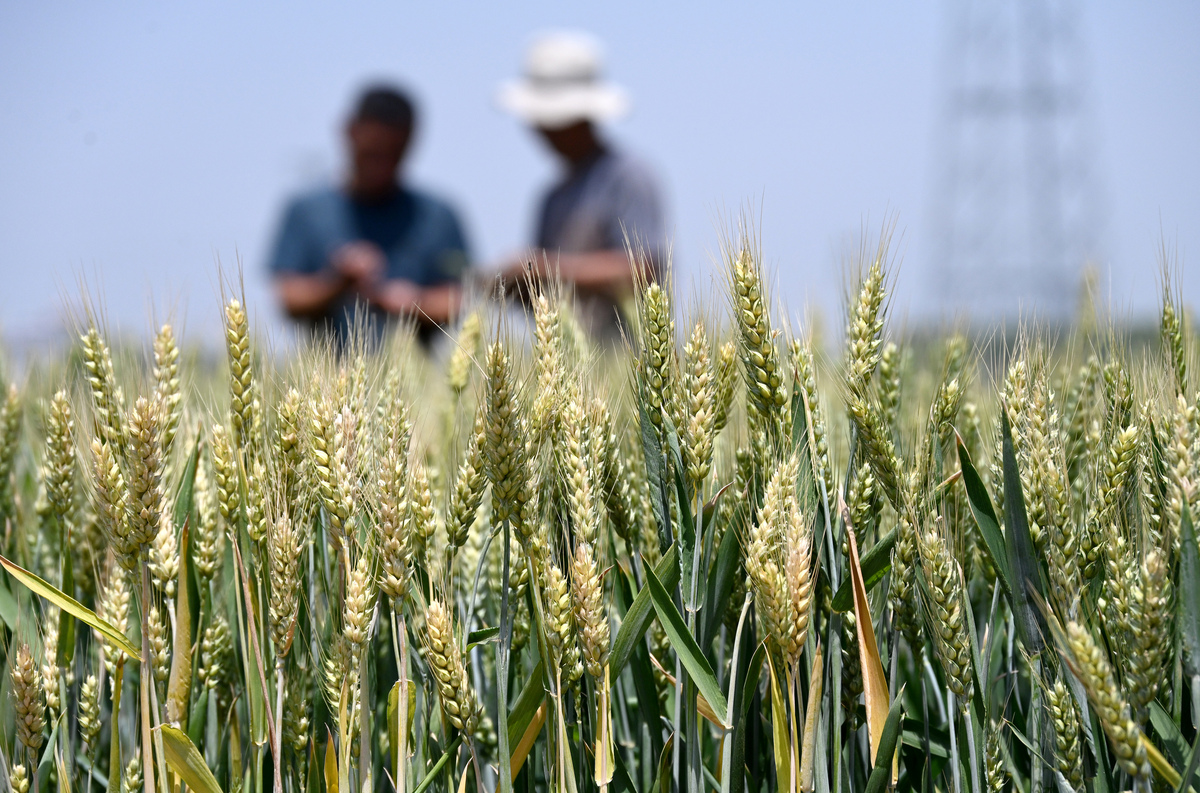 小麦生产中病虫害综合防治技术文献综述