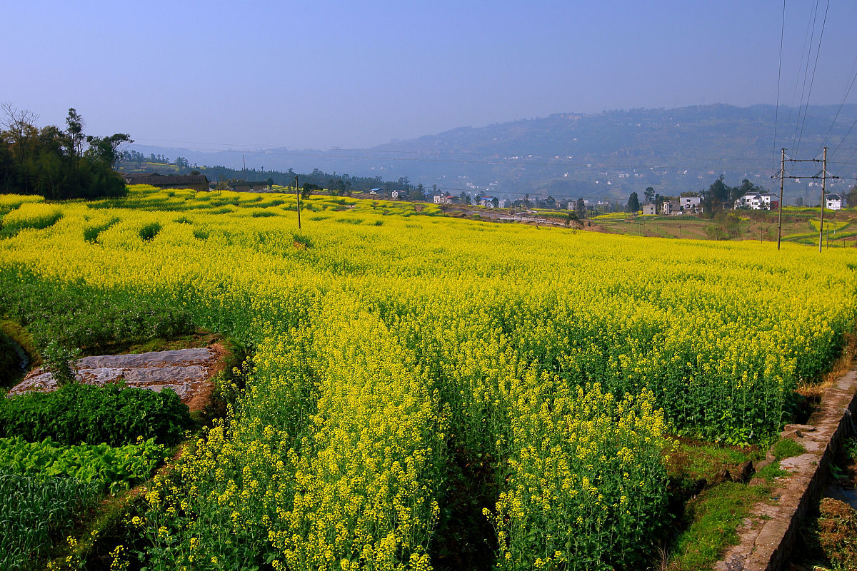 重庆三峡联合职业学校全日制专科3+2 分段培养好不好
