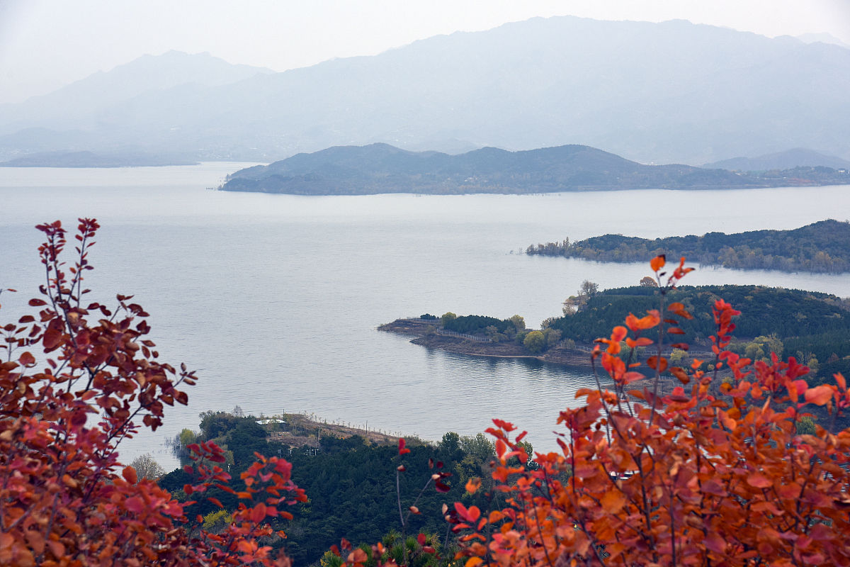 2019年11月2日,北京秋雨落落洒洒,密云水库地域黄栌红叶红似火,满山层