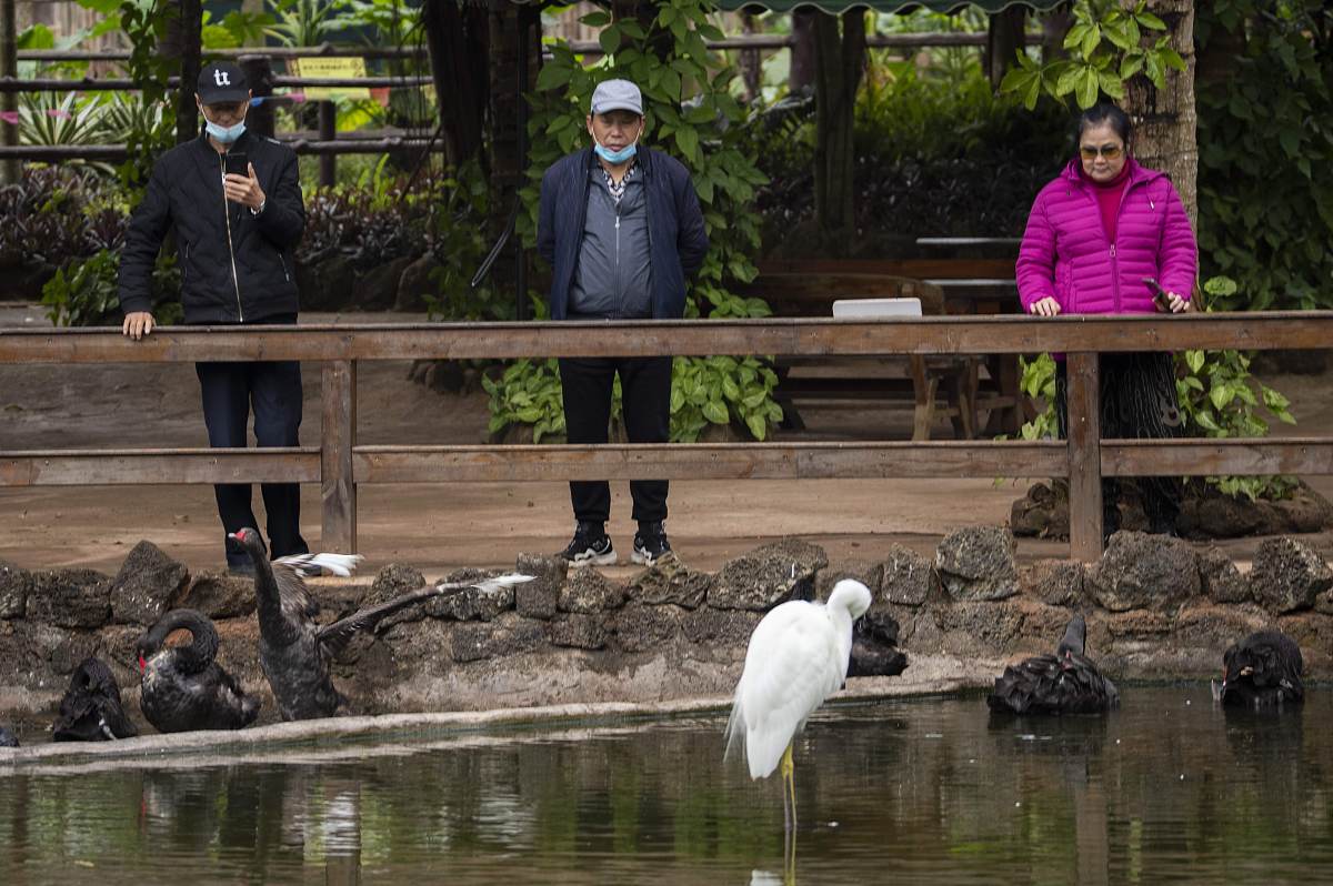 那雪白的蓑毛那全身的流线型结构那铁色的长喙那青色的脚增之一分则嫌长减之一分则嫌短素之一忽则嫌白黛之一忽则嫌黑。以上这段是描写白鹭的句子。帮忙仿照上面这段话描写一个动物或者植物。