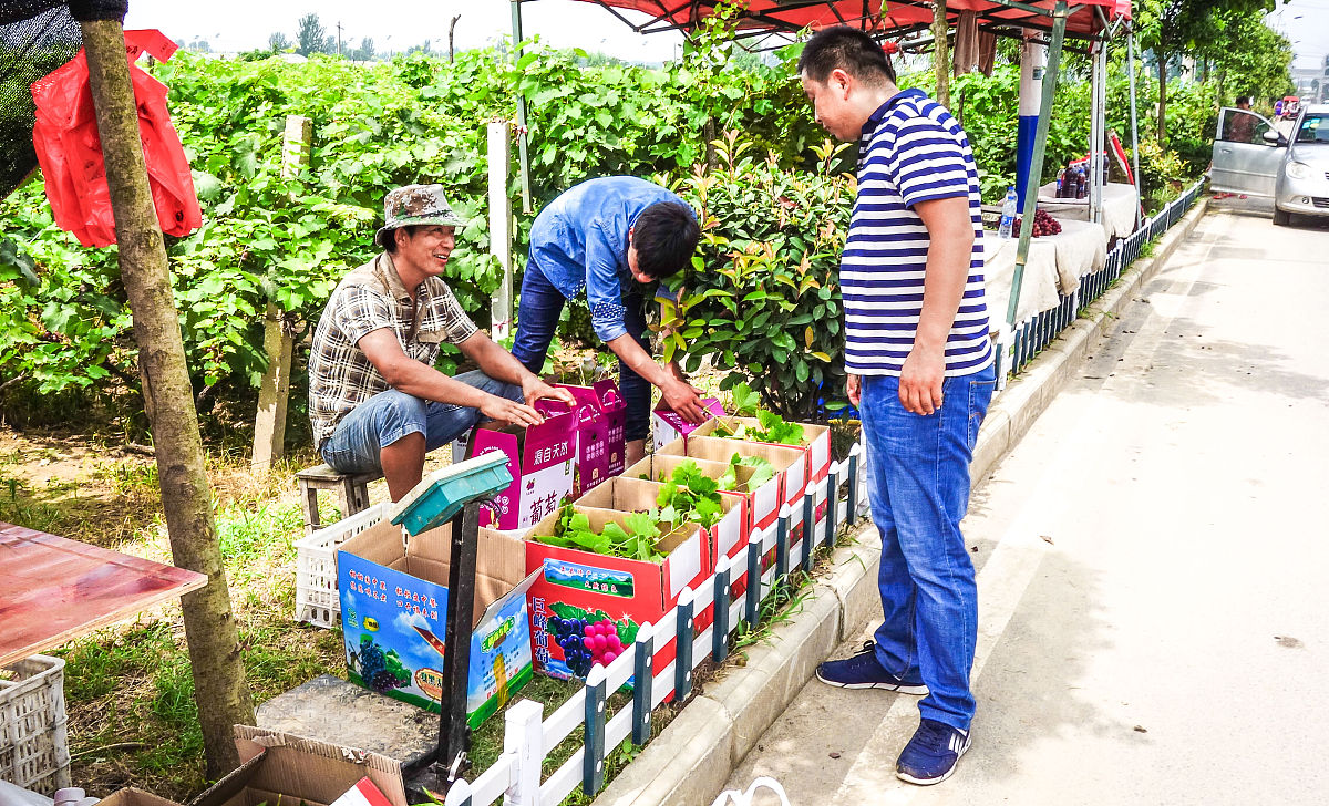 南宁市那马镇政府农业服务中心实习周记 - 了解农业，助力乡村振兴