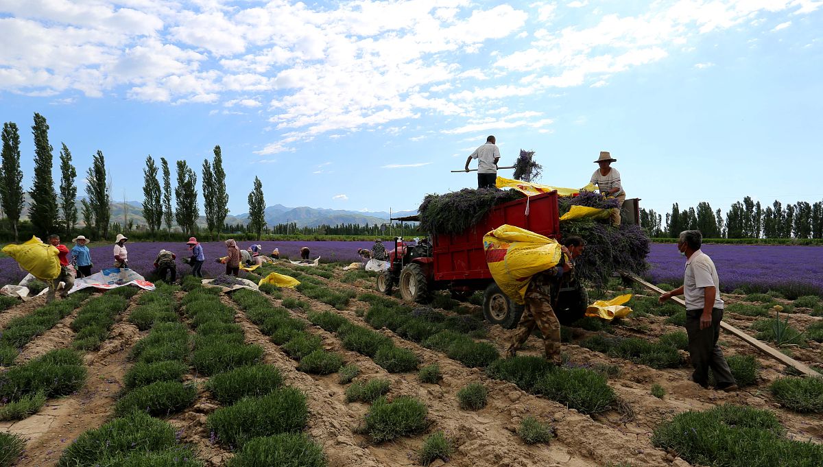 蒙自县中等农业机械化技术学校简介