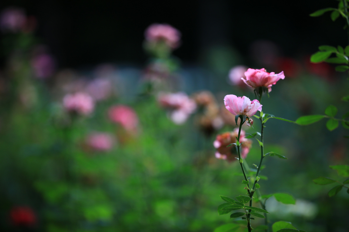 春天的美好：万物复苏，充满生机