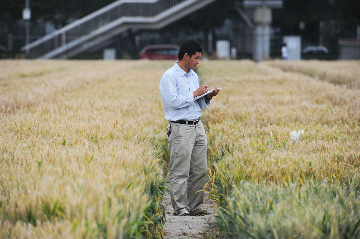 半坡原始居民种植玉米逻辑有问题吗？