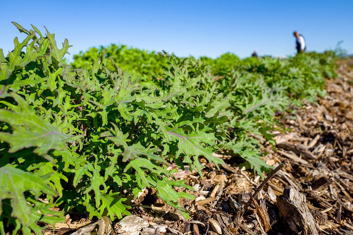 plants and equipment are visible at coco san sustainable farm, a