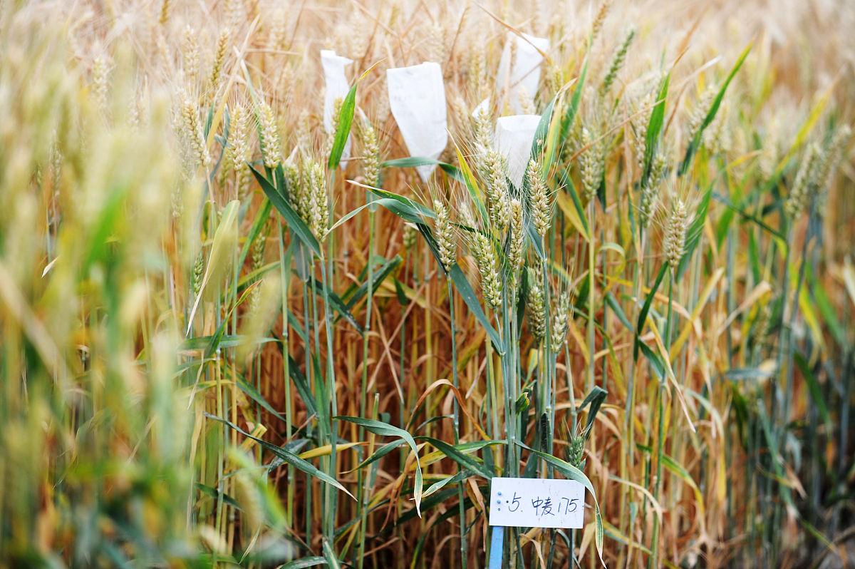 海南农业种子繁育管理述职报告：取得重要成果，助力农业发展