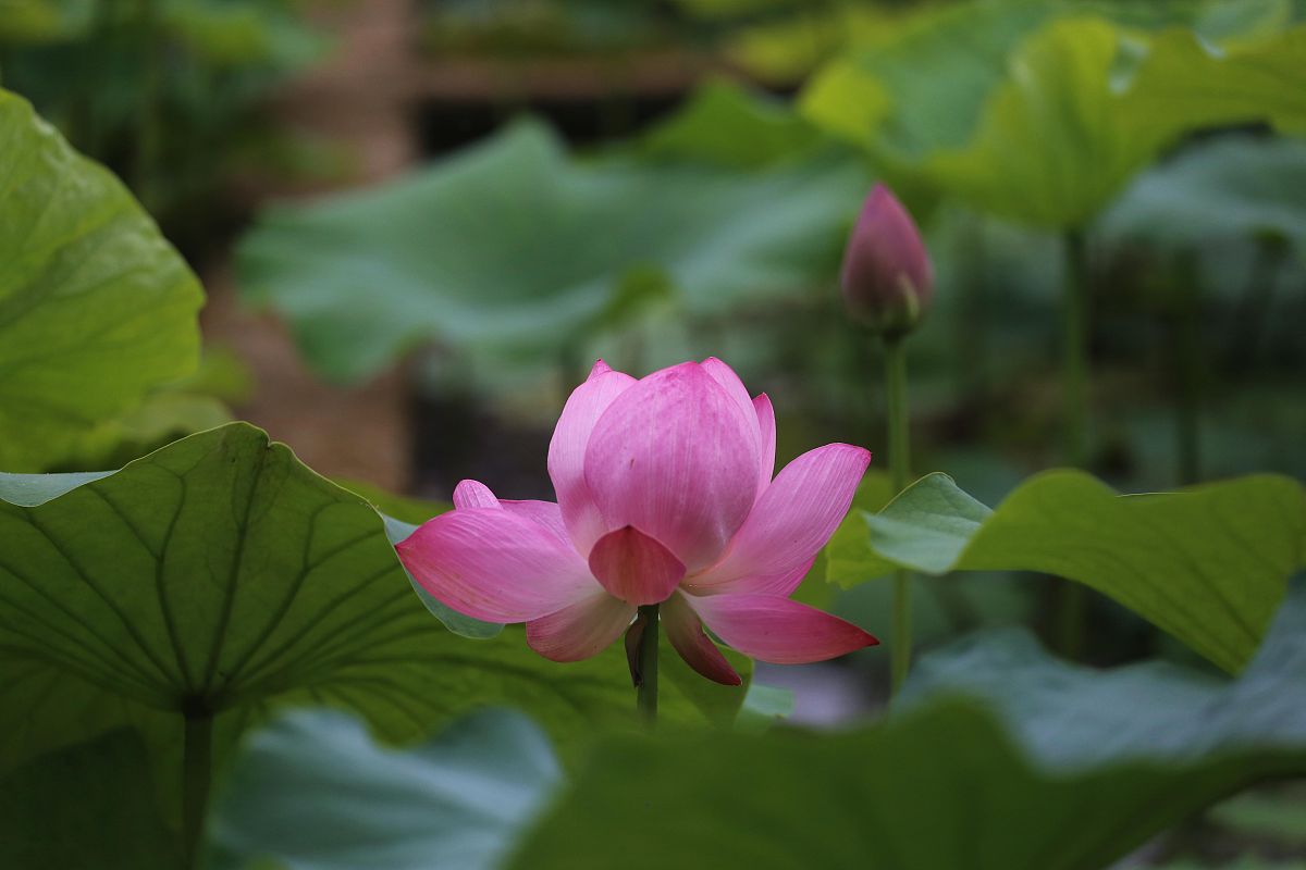 南京莫愁湖高职专业设置规模：60余个专业涵盖多个领域