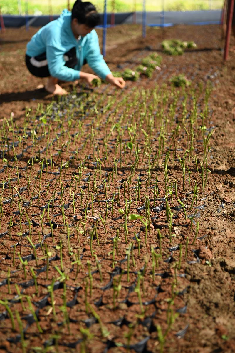 黄壤土种植向日葵