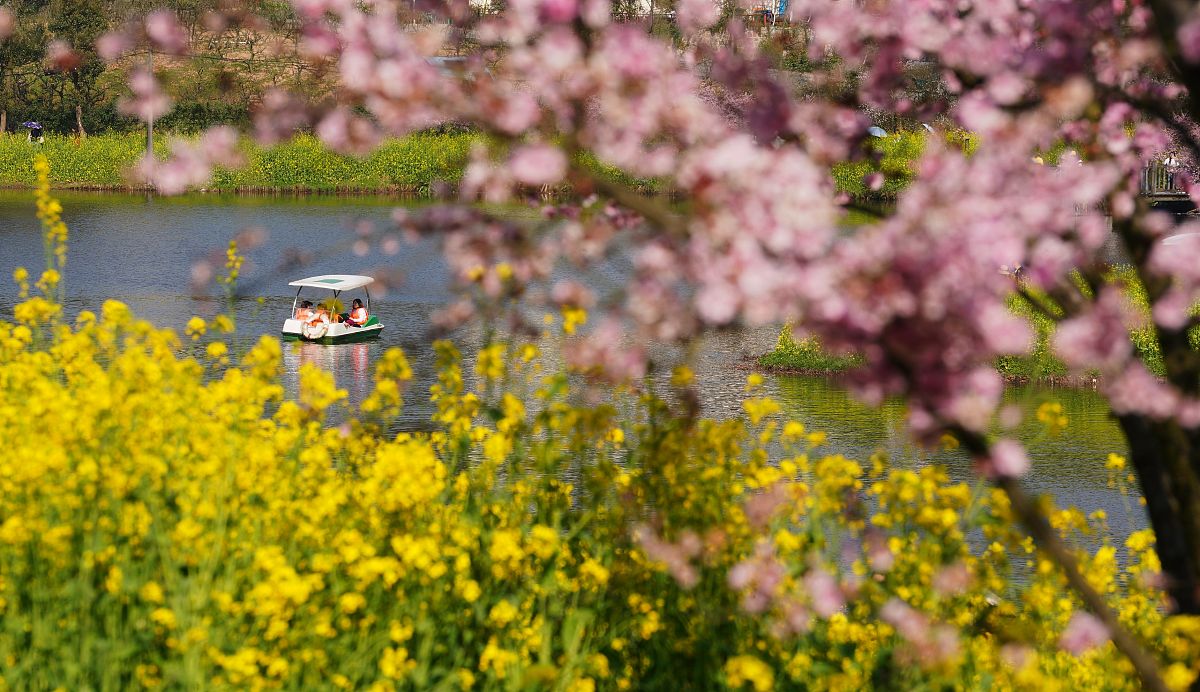 请写一篇作文：江南的春天