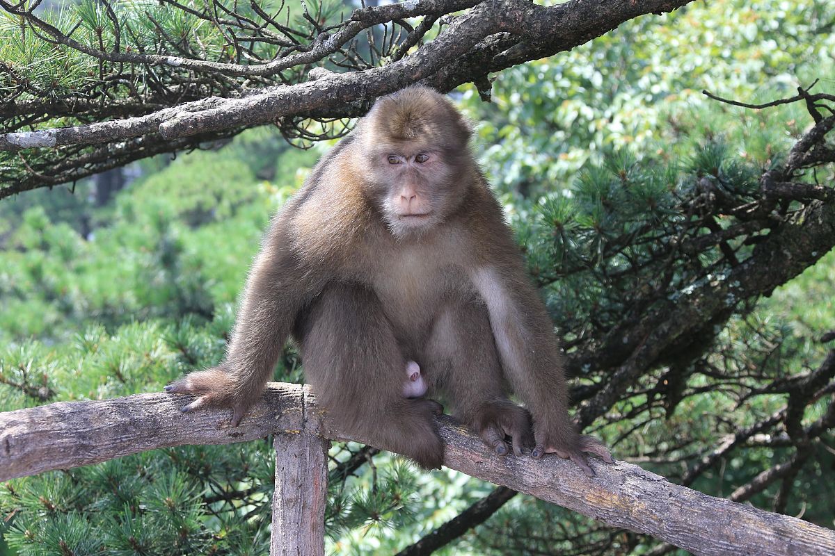 黄山旅游电子商务发展：资本与人才缺一不可