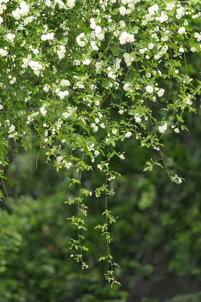 介绍几款清新茶香或木香的便宜沐浴露