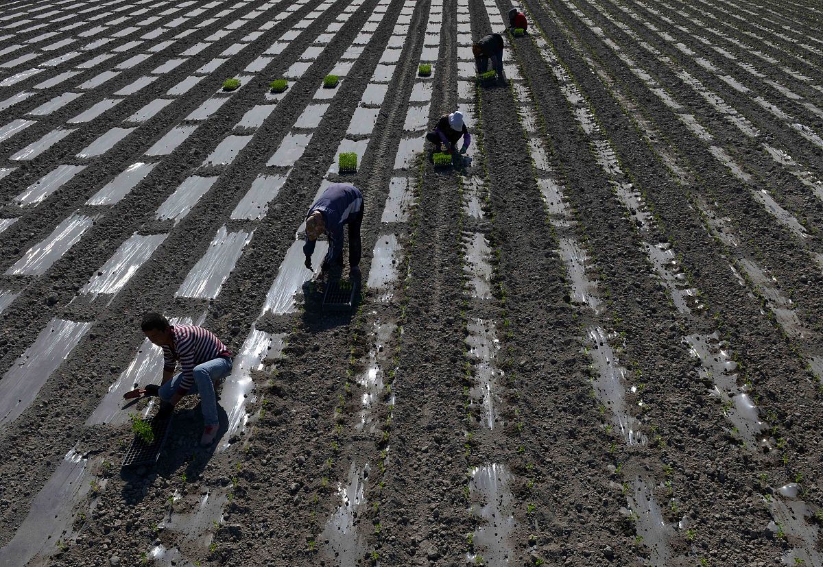 独头黑蒜如何种植？