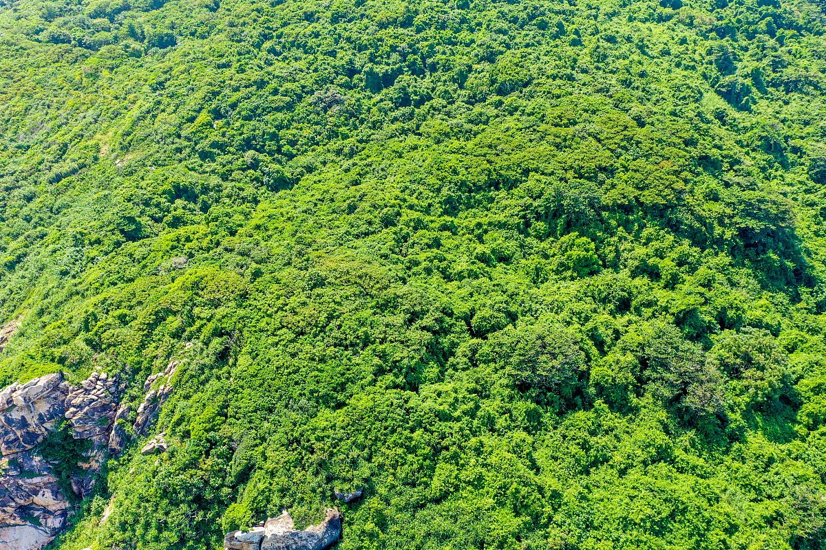 海南省植被覆盖率