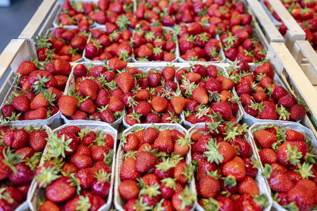 请不少于800汉字的博客文章主题是：草莓原产地是哪里语言要幽默口语化。