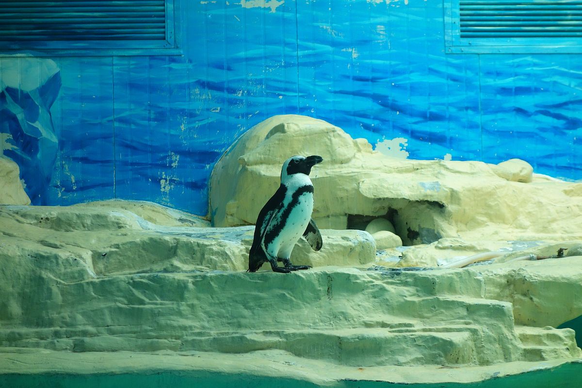 深海水族馆极地更新！探索北极熊、企鹅等极地生物