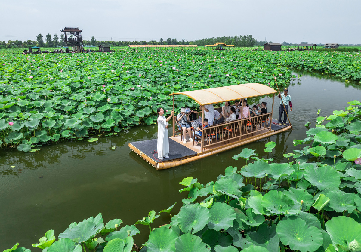 兴化水上森林旅游攻略：景点、玩法、交通全解析