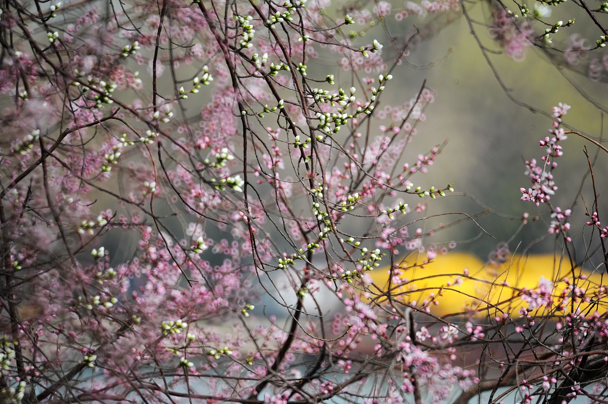 桃花灼灼山间醉，浊酒清香春风暖  |  诗意美景，醉心春光