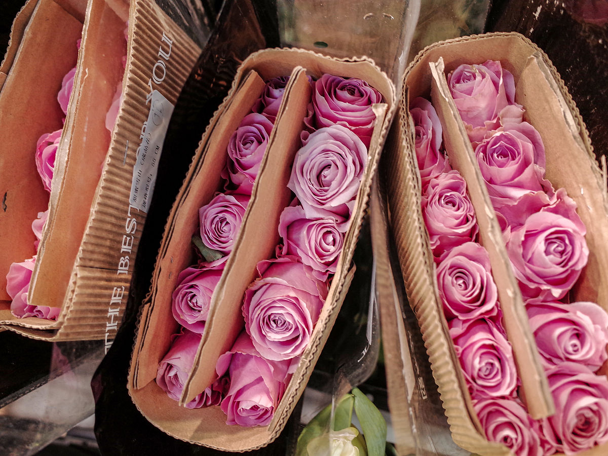 32朵玫瑰代表什么？寓意、含义及送花场合详解