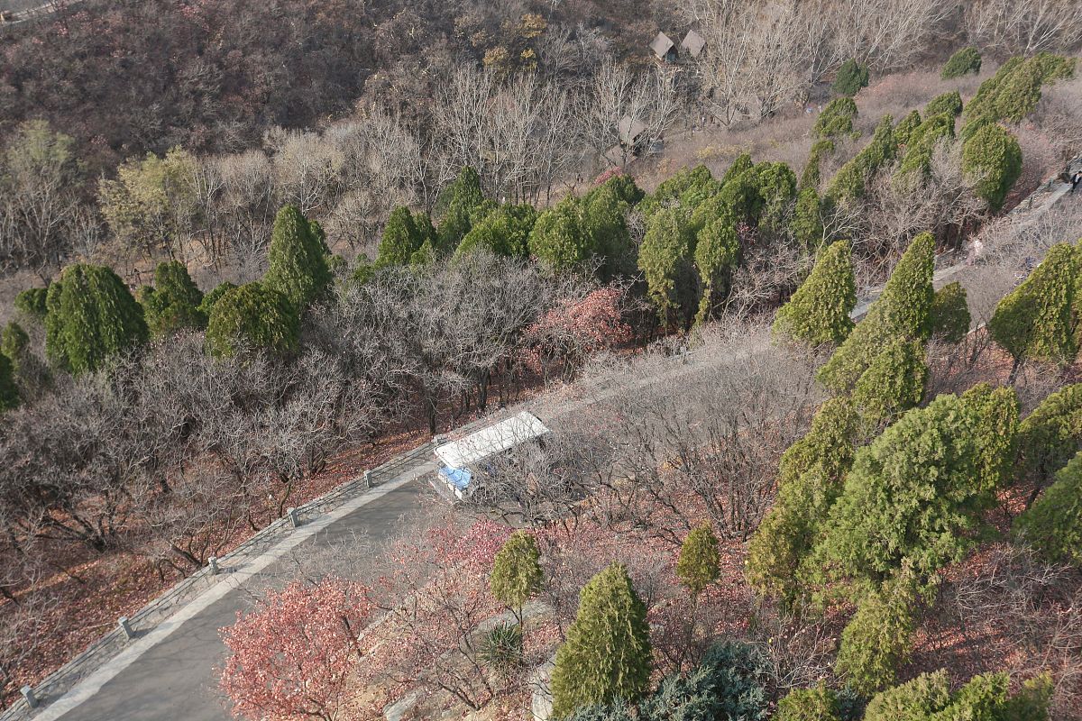 观光车定价揭秘：成本、市场、需求全方位解析