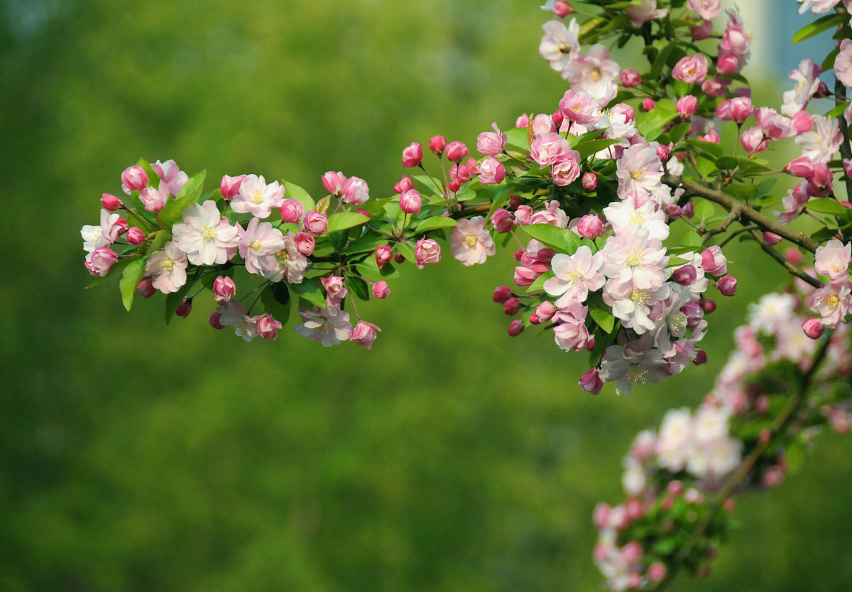 帮我用文言文写一篇关于春天的作文