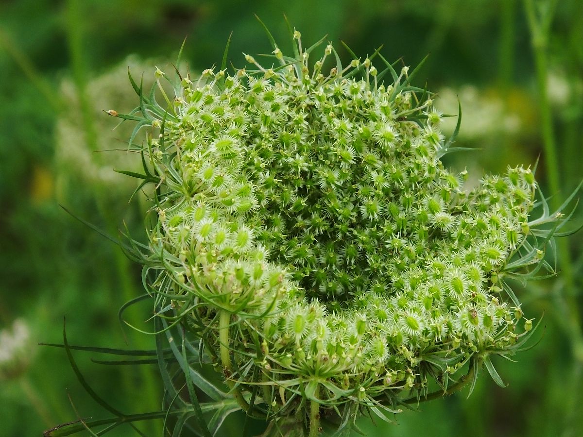 低年级中草药课程趣味名称：'神奇植物探秘'