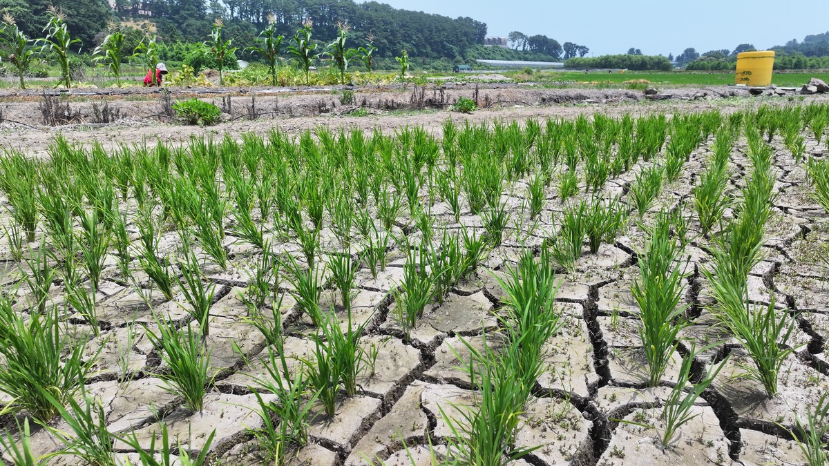 大气降尘重金属污染：影响植物生长，危害人类健康