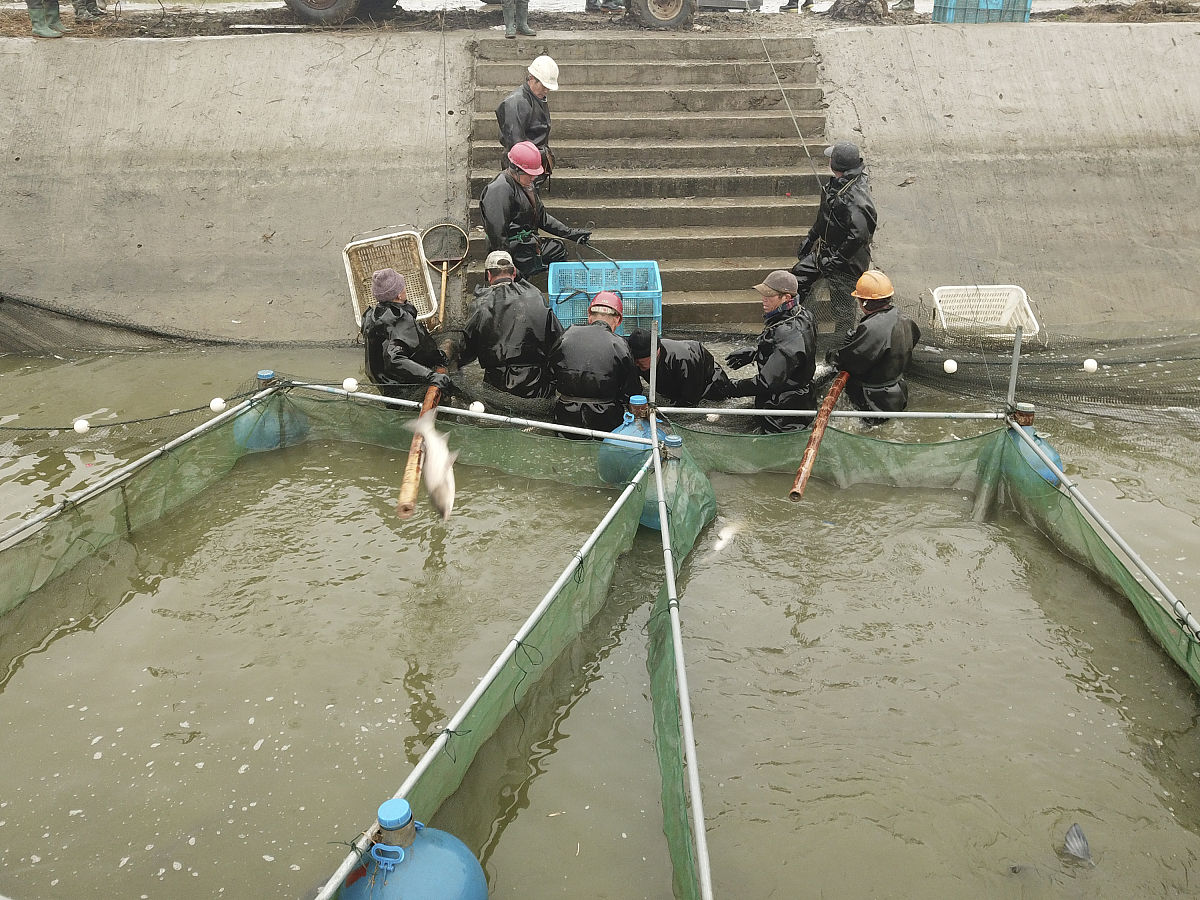 花鲢网箱养殖：闷水会闷死鱼吗？