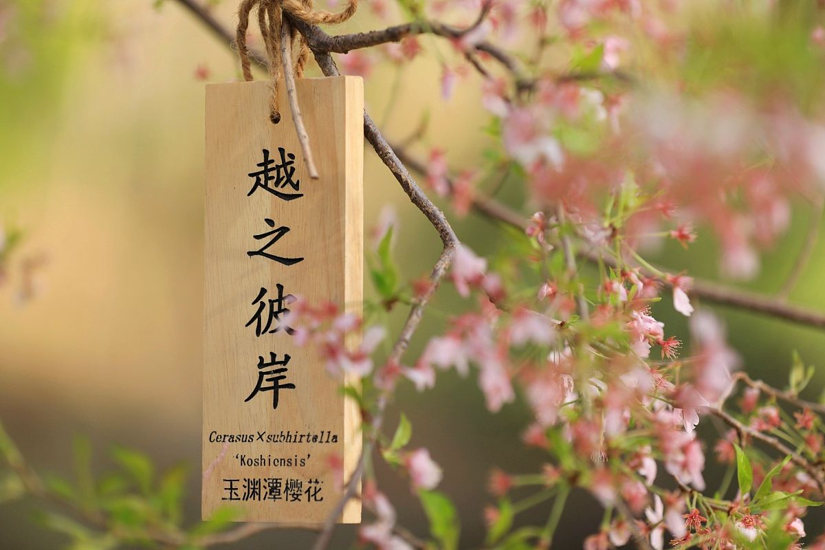 落花诗句：让它们在风中自由飘舞，我们不妨把落花收集起来